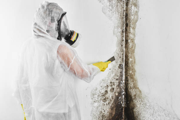 Attic Mold Removal in Derwood, MD