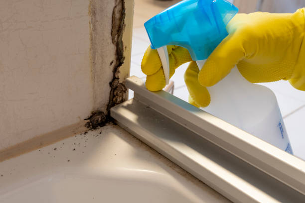 Best Black Mold Removal  in Derwood, MD