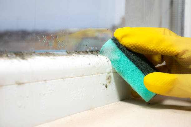 Best Local Mold Removal Service  in Derwood, MD