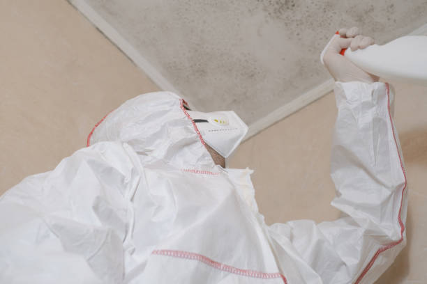 Best Certified Mold Removal  in Derwood, MD