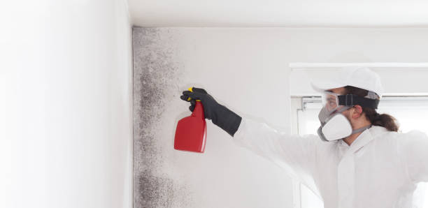 Mold Removal and Inspection in Derwood, MD