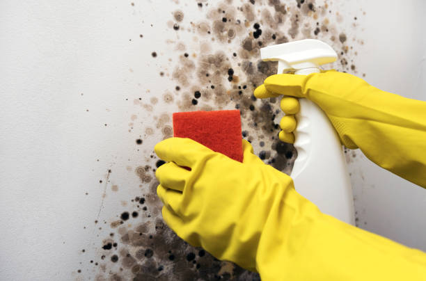 Best Mold Remediation  in Derwood, MD