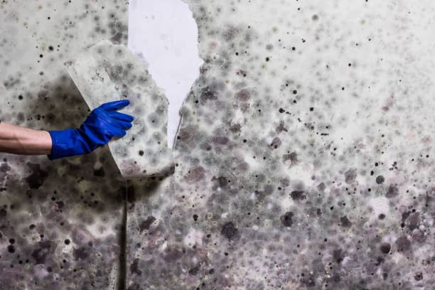 Best Mold Cleaning Services  in Derwood, MD
